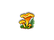 Mushrooming Conditions